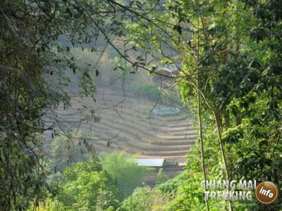 3-days/2-nights Trekking Tour | Chiang Mai Trekking | Le meilleur trekking à Chiang Mai avec Piroon Nantaya